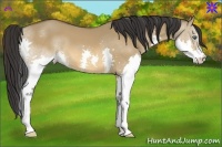 Horse Color:Bay Dun Splash 