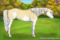 Horse Color:Palomino Splash