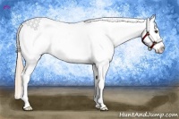 Horse Color:Chestnut Near Leopard 