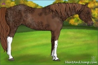 Horse Color:Chestnut Ice Rabicano 