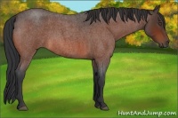 Horse Color:Bay Roan 