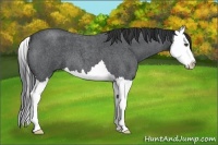 Horse Color:Blue Roan Splash 