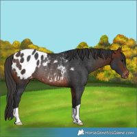 Horse Color:Bay Blanket Rabicano 