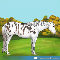 Horse Color:Bay Appaloosa Rabicano