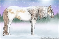 Horse Color:White Spotted Palomino Ice Dun Frame 