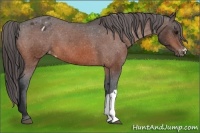 Horse Color:Bay Appaloosa 
