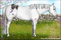 Horse Color:Brown Appaloosa 