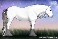 Horse Color:Smoky Black Appaloosa 