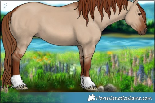 Horse Color:Red Dun 