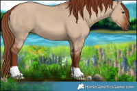Horse Color:Red Dun 