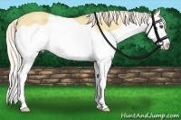Horse Color:Palomino Dun Splash