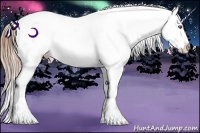 Horse Color:Buckskin Ice Pearl Appaloosa