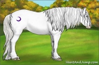 Horse Color:Cremello Appaloosa 