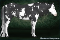 Horse Color:White Spotted Black Splash