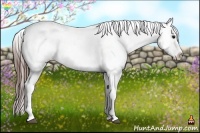 Horse Color:White Spotted Bay Sabino Appaloosa 