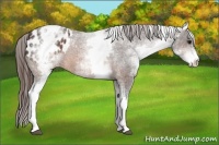 Horse Color:White Spotted Brown Appaloosa 