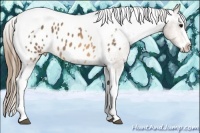 Horse Color:Buckskin Splash Tobiano Appaloosa 