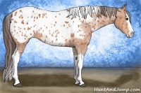 Horse Color:Bay Splash Tobiano Blanket  Brindle