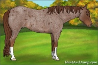 Horse Color:Red Roan 