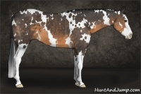 Horse Color:White Spotted Buckskin Splash 