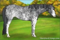 Horse Color:White Spotted Black