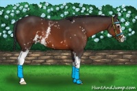 Horse Color:White Spotted Bay Sabino
