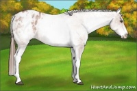 Horse Color:White Spotted Bay Appaloosa
