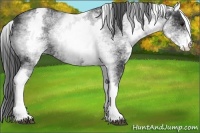 Horse Color:White Spotted Black 