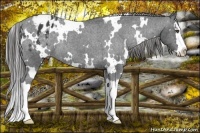 Horse Color:White Spotted Black Splash Varnish Rabicano 