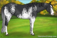 Horse Color:White Spotted Black Splash