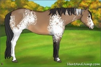 Horse Color:White Spotted Bay Dun