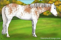 Horse Color:White Spotted Silver Bay Splash 