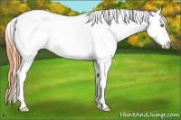 Horse Color:White Spotted Amber Champagne Dun Splash Frame Appaloosa