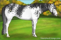 Horse Color:White Spotted Black