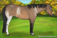 Horse Color:White Spotted Bay Dun Sabino 