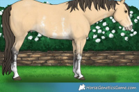 Horse Color:Buckskin Sabino 
