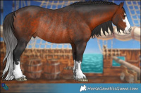 Horse Color:Brown Rabicano 