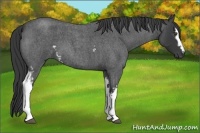 Horse Color:White Spotted Smoky Blue Roan