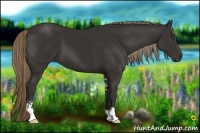 Horse Color:Liver Chestnut Sabino
