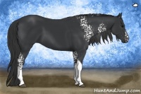 Horse Color:White Spotted Black Tobiano 