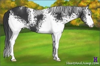 Horse Color:White Spotted Black Sabino