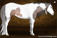 Horse Color:Brown Roan Splash Tobiano Appaloosa Rabicano