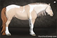 Horse Color:Buckskin Pearl Sabino Tobiano