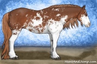 Horse Color:Chestnut Sabino