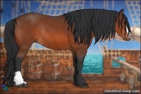 Horse Color:Bay Rabicano 