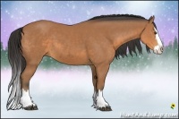 Horse Color:Buckskin Sabino Splash