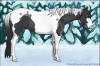 Horse Color:Black Sabino Tobiano