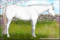 Horse Color:Smoky Grullo Appaloosa 