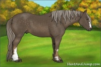 Horse Color:Chocolate Palomino Frame 