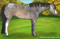 Horse Color:Buckskin Ice 